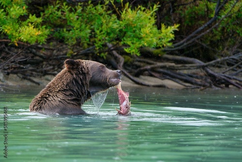 Closeup of the Alaskan Brown Bear (Ursus horribilis) in Lake Clark National Park Alaska photo