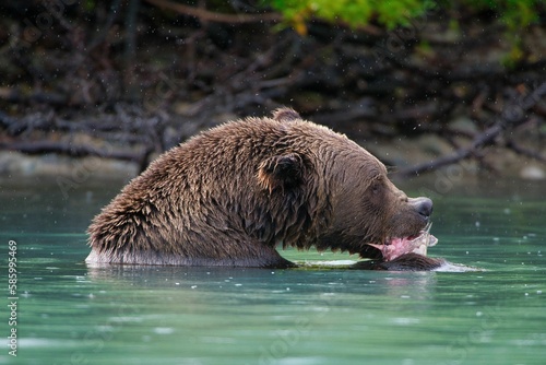 Closeup of the Alaskan Brown Bear (Ursus horribilis) in Lake Clark National Park Alaska