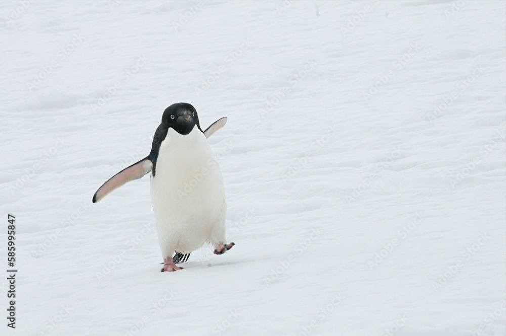 Obraz premium Closeup shot of a cute Adelie penguin walking on ice floe