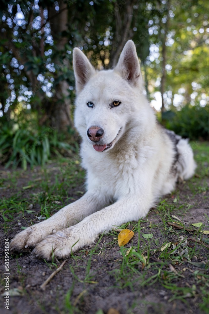 Vertical closeup of a white Siberian Husky in the forest. Vertical closeup of a white Siberian Husky in the forest.