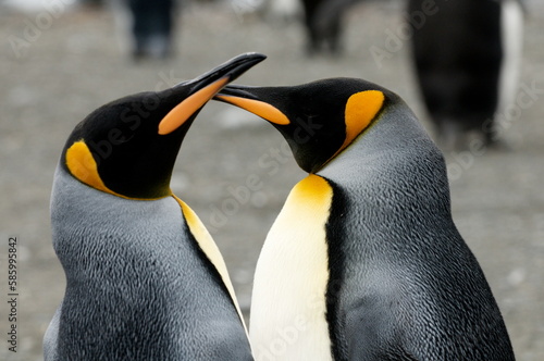 Closeup shot of two Emperor Penguins Kissing