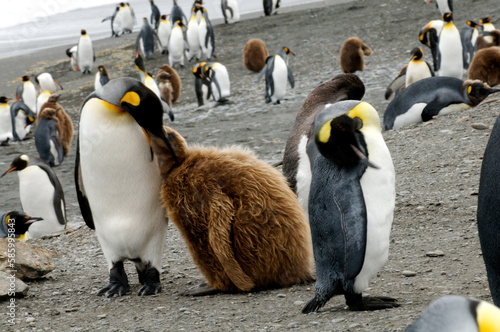 Emperor Penguin couple in selective focus with other penguins on beach
