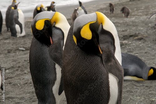 Closeup shot of two Emperor Penguins sleeping in the background of penguins on beach