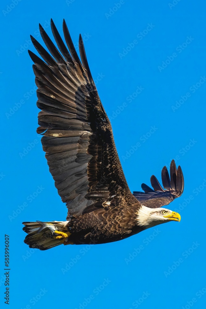 Fototapeta premium an eagle flying through a blue sky in the daytime time