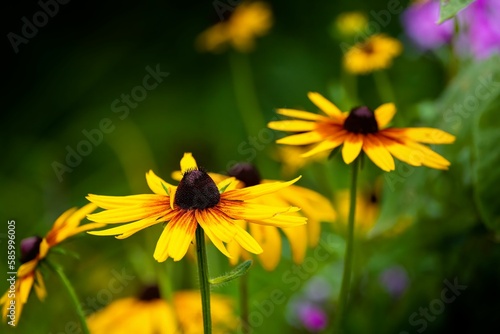 a close up view of some yellow flowers with purple and green flowers