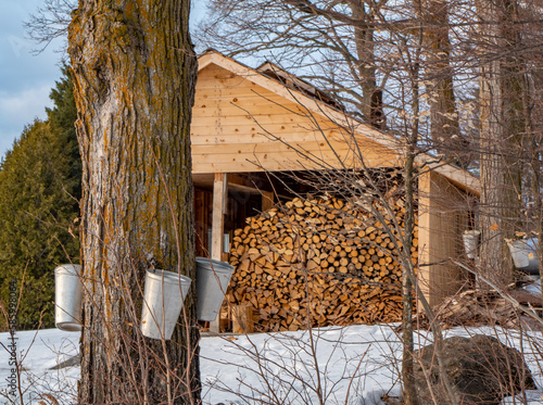 Maple sap buckets hanging on sugar maple trees, with maple sugar shack in background, Ontario, Canada