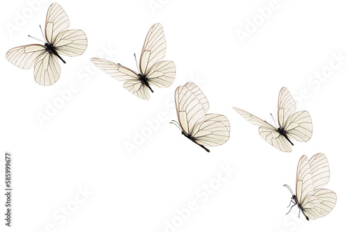 Beautiful white butterfly flying on white background