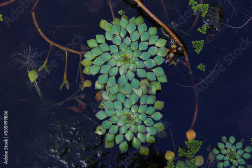 Mosaic flower (Ludwigia sedoides) found on a pond