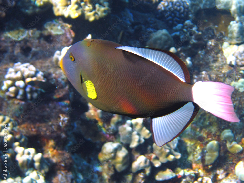 picture underwater in the sea of colorful and solitary fish swimming in the reef picture underwater in the sea of colorful and solitary fish swimming in the reef