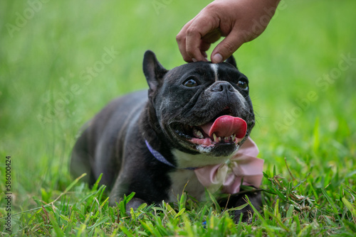 Perros braquicefálicos, bulldog francés y bulldog inglés en consulta veterinaria