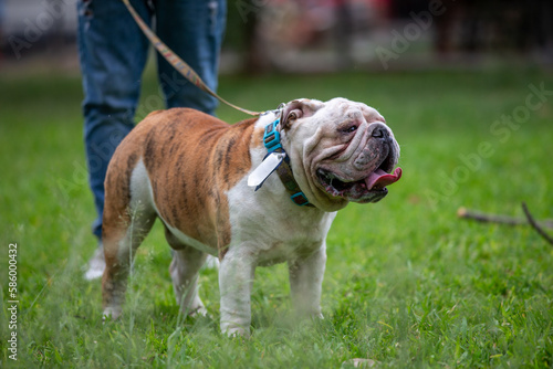 Perros braquicefálicos, bulldog francés y bulldog inglés en consulta veterinaria