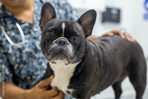 Perros braquicefálicos, bulldog francés y bulldog inglés en consulta veterinaria