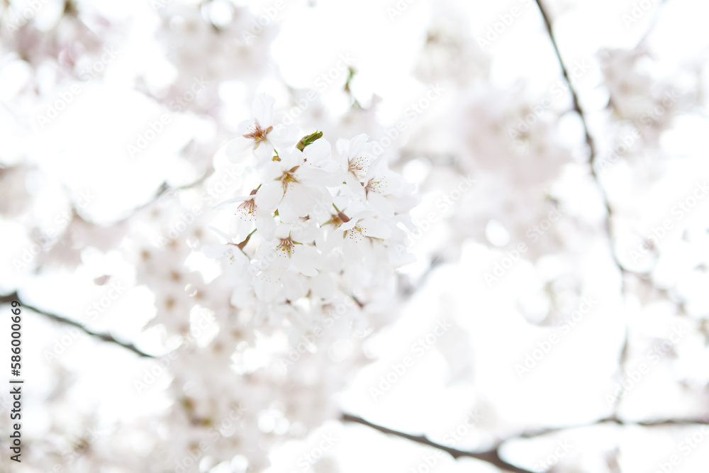 Brighter cherry blossoms of warm spring