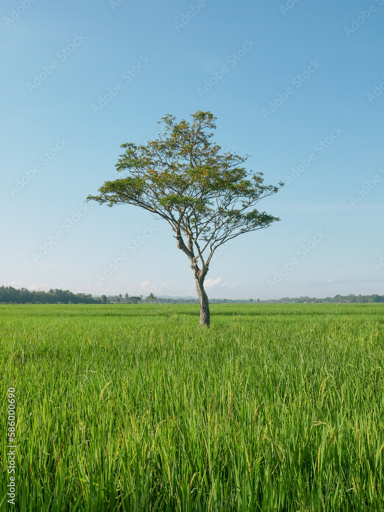 Obraz premium A tree in the middle of a rice field on a sunny day
