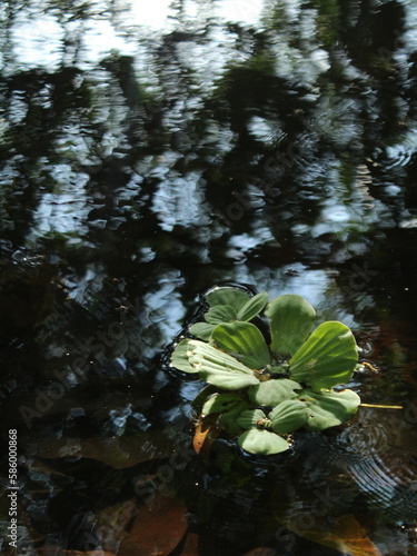 Water lettuce (Pistia stratiotes) floating on a pond