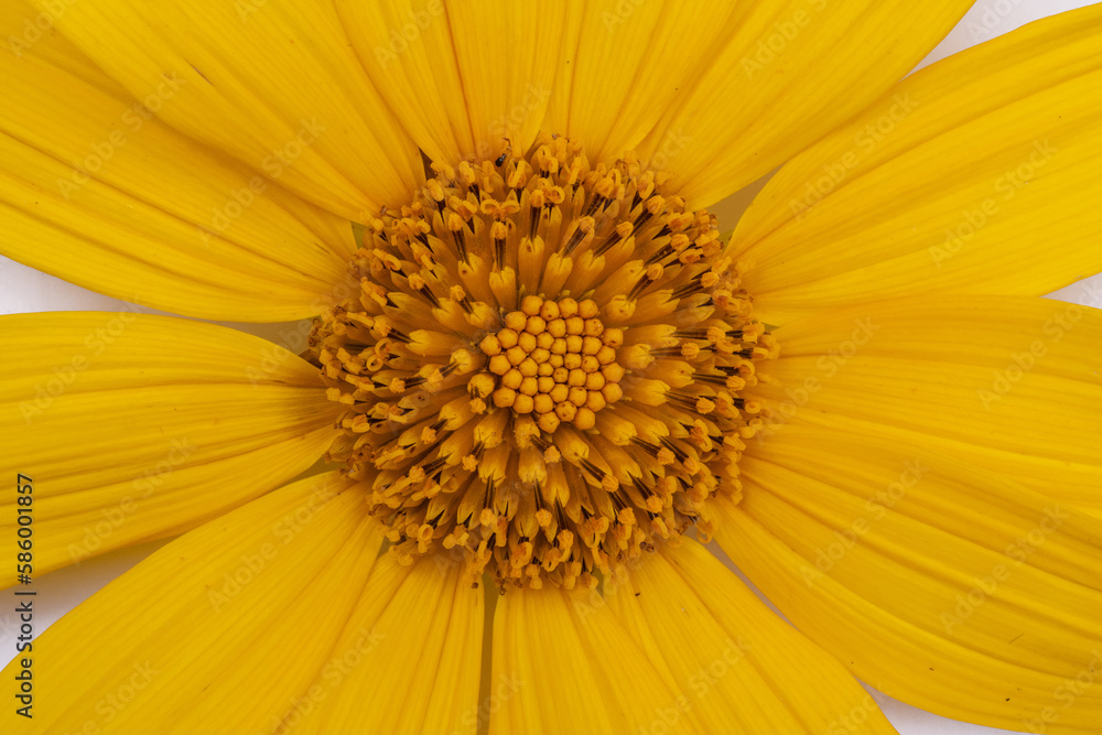 close up of yellow flower