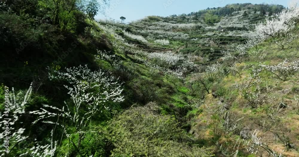 Passing through the spring tea mountain valley full of white pear blossoms under the sun beautiful spring tea plantation aerial photography scenery Passing through the spring tea mountain valley full of white pear blossoms under the sun beautiful spring tea plantation aerial photography scenery
