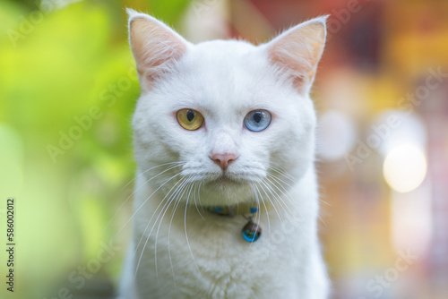 White fluffy cat with odd eye in the garden