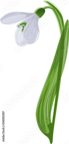 Illustration of early first spring flower snowdrop. 
Galánthus nivális graphic. Illustration of one flower snowdrop on transparent background.
Illustrations of flowers.