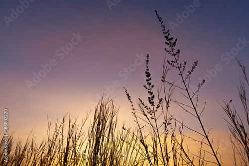 Peaceful nature morning scenery mist. Twilight countryside morning spring. Flower field, meadow flowers in soft warm light. Autumn landscape blurry nature background. © Ammak