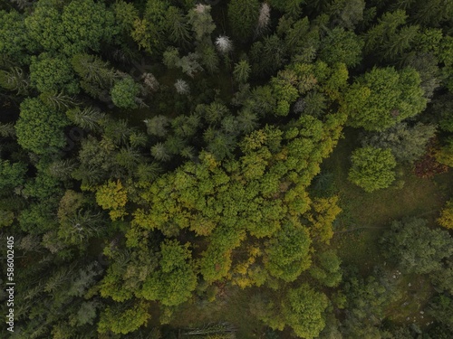 Aerial view of a green trees of a forest