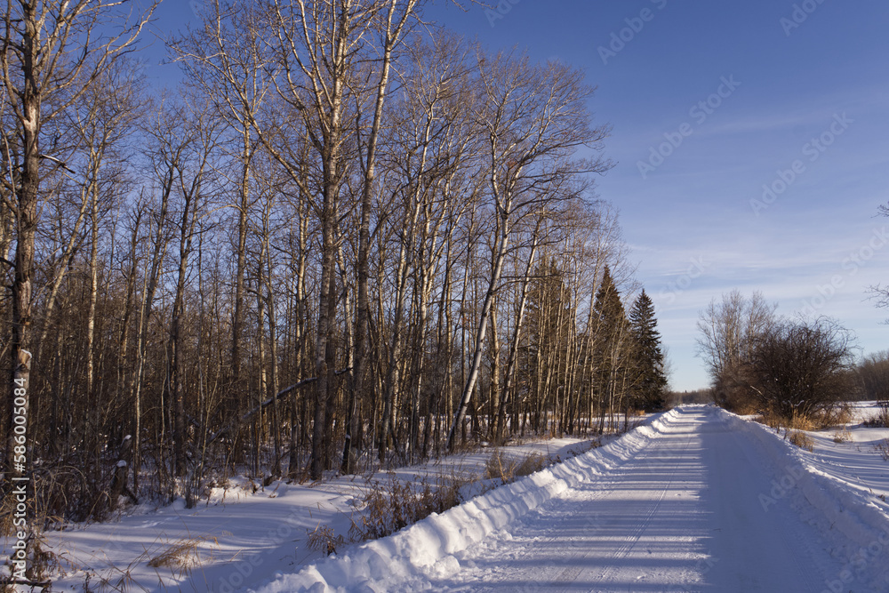 Obraz premium Elk Island National Park in Winter