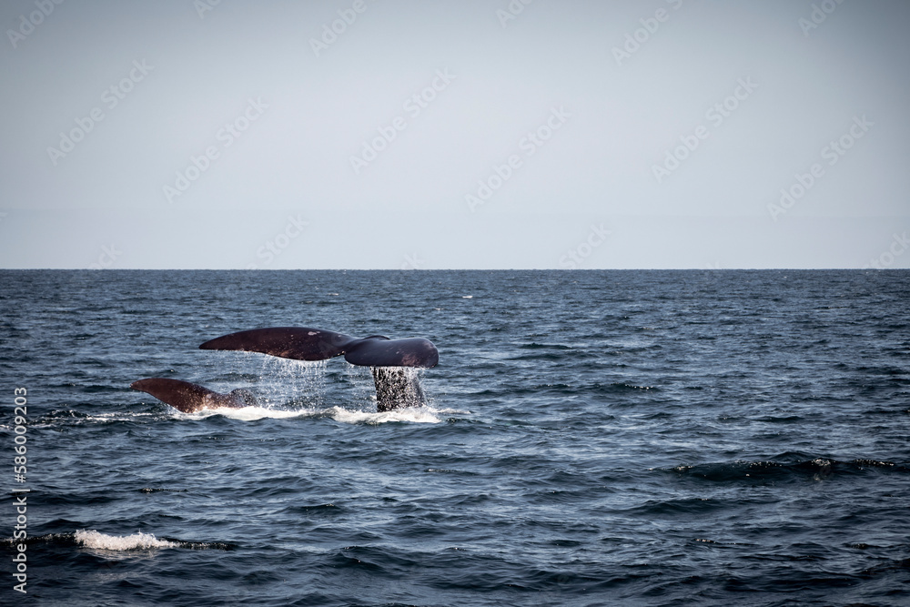Fototapeta premium humpback tail