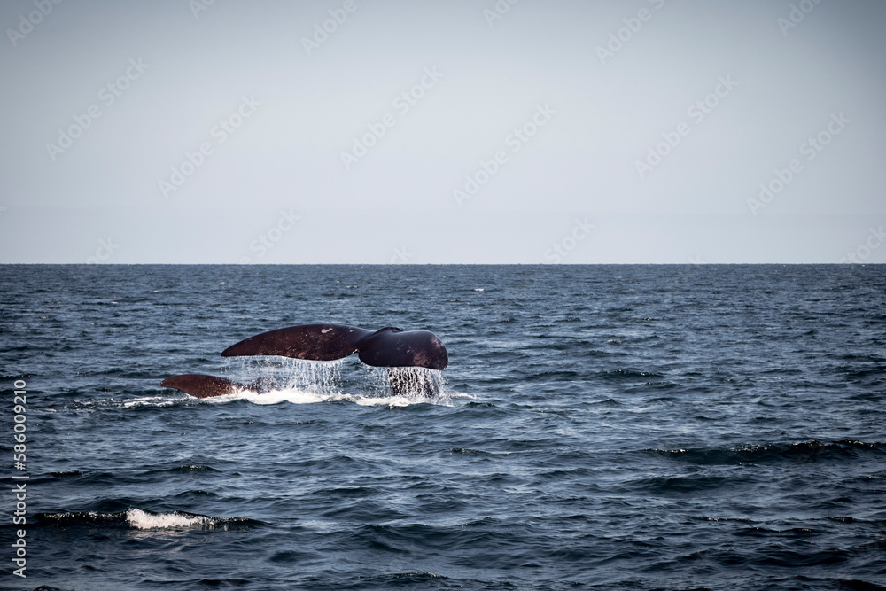 Fototapeta premium whale in the sea
