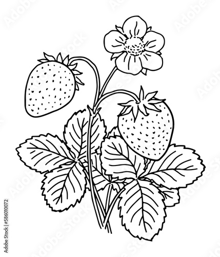 Hand-drawn strawberry plant with a flower and fruit