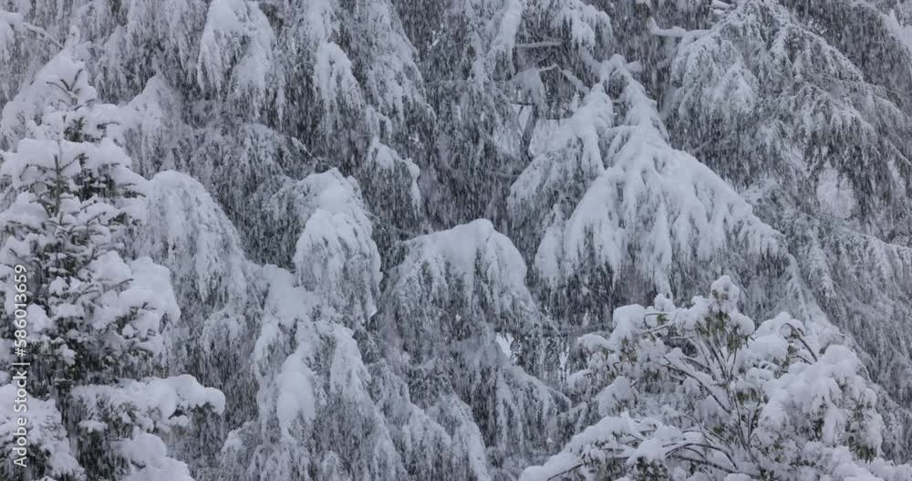 Beautiful Scene Of Heavy Snow Falling With Snow Covered Tree Branches In Background. Locked Off Beautiful Scene Of Heavy Snow Falling With Snow Covered Tree Branches In Background. Locked Off