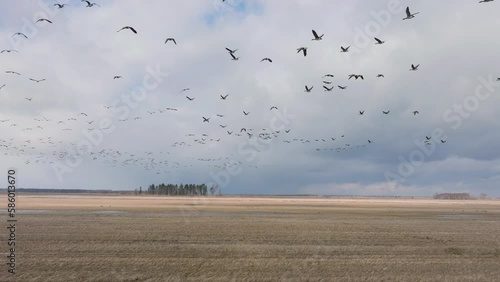 Aerial establishing view of a large flock of bean goose (Anser serrirostris) taking up in the air, agricultural field, overcast winter day, bird migration, wide angle drone shot moving forward low photo