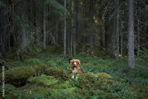 red dog in the forest. Nova Scotia duck retriever in nature. Beautiful toller near moss