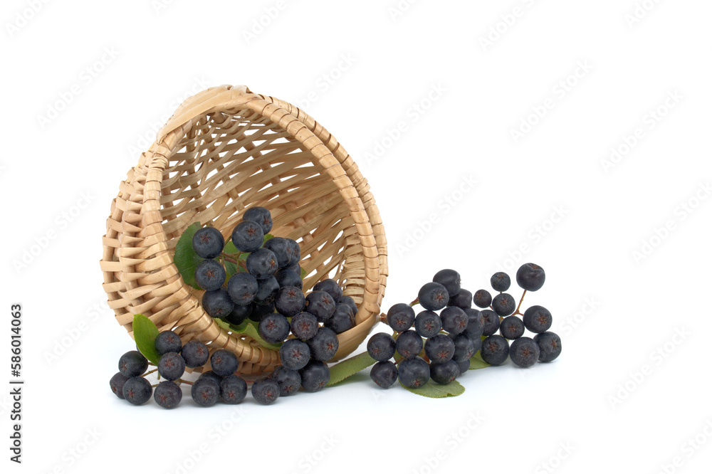 Freshly picked black aronia berries on white