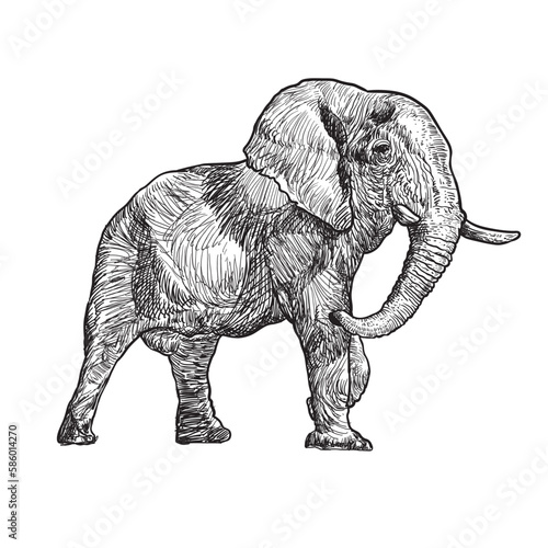Photography Hand drawn dashing male elephant