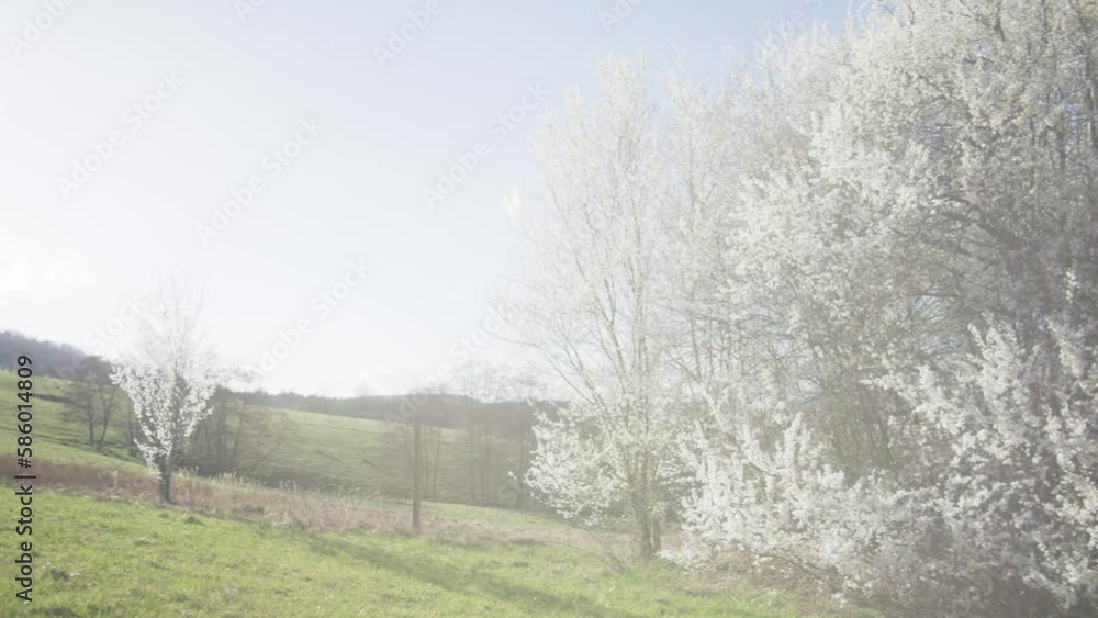 Slow Pan To Left of Beautiful Grand White Tree in Green Field - Mysterious Heavenly White Tree In Field in 4K, Tree of Life | Red Komodo Cooke Mini S4i Lens High Quality (30 Fps) Slow Pan To Left of Beautiful Grand White Tree in Green Field - Mysterious Heavenly White Tree In Field in 4K, Tree of Life | Red Komodo Cooke Mini S4i Lens High Quality (30 Fps)