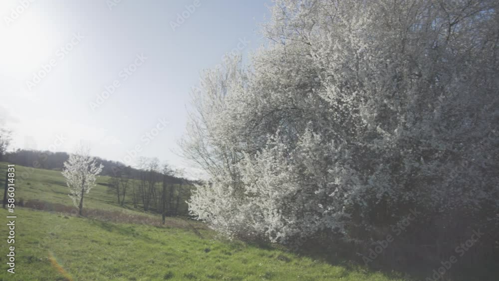 Beautiful Grand White Tree in Green Field - Mysterious Heavenly White Tree In Field in 4K, Tree of Life | Red Komodo Cooke Mini S4i Lens High Quality (30 Fps) Beautiful Grand White Tree in Green Field - Mysterious Heavenly White Tree In Field in 4K, Tree of Life | Red Komodo Cooke Mini S4i Lens High Quality (30 Fps)