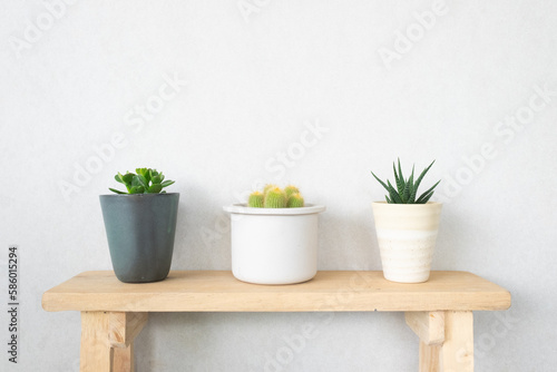 cactus in pot on wooden shelf photo
