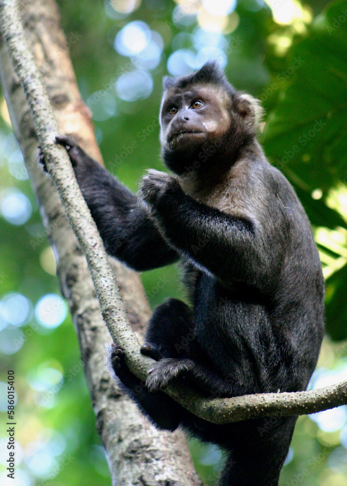 interesting pensive look of black monkey in forest interesting pensive look of black monkey in forest