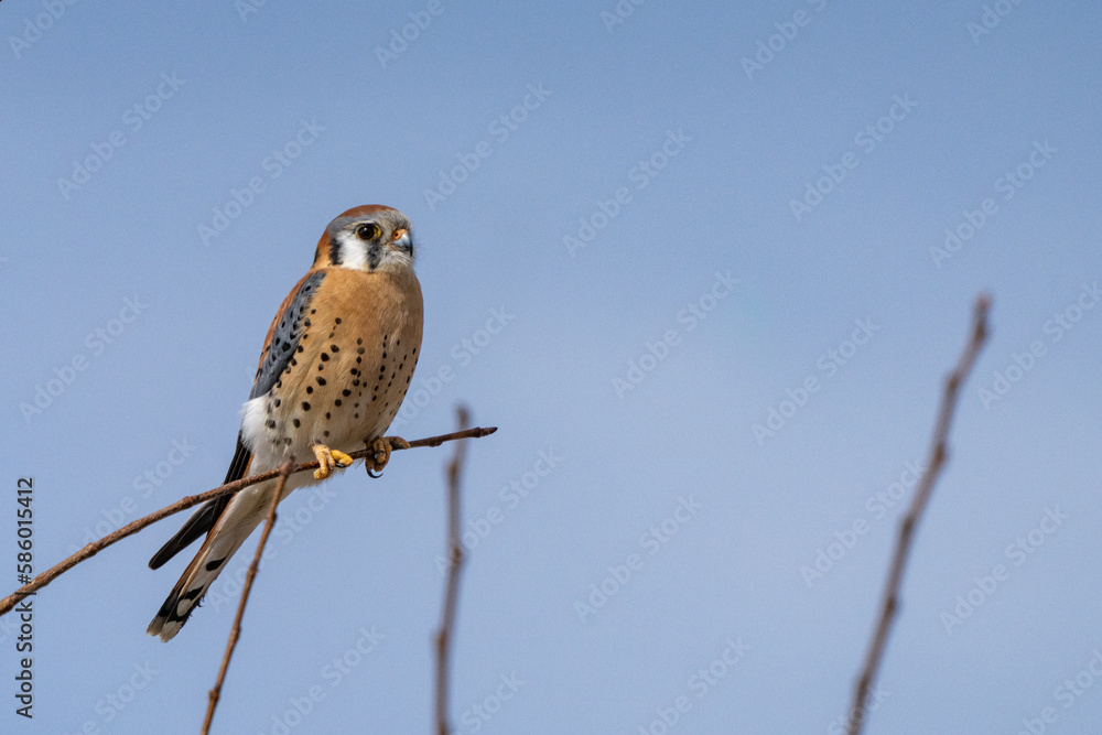 American Kestrel perched while hunting American Kestrel perched while hunting