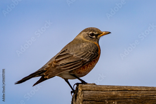Robin up close