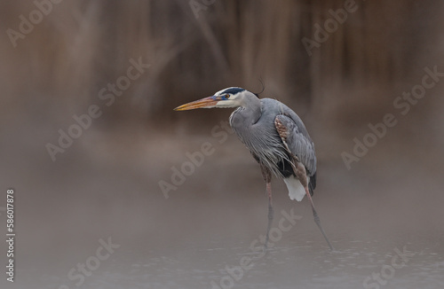 Great blue heron hunting in the mist