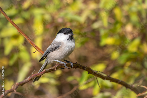 Cute bird The willow tit, song bird sitting on a branch with bright green background. The willow tit, lat. Poecile montanus.