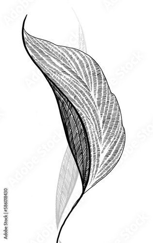 black and white graphic plant