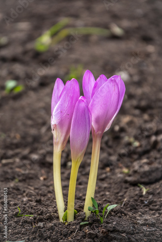 A close-up of Purple Crocus Flowers in Spring.