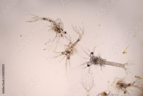 Shrimp  Zoea stage with dead shrimp of Vannamei shrimp in light microscope  Larvae under a microscope  White shrimp  Nauplius  zoea  Larvae. Background.