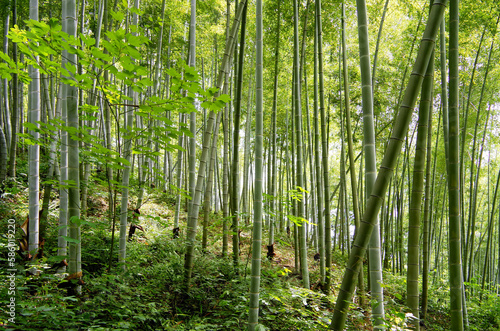 green bamboo forest