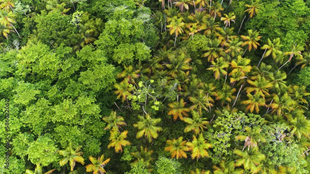 Background of green mangrove forest with palm trees, top view. Landscape of the wild. Multi-colored tropical tree crowns. Branches and leaves of mangroves. Environment, nature concept. Mangroves. Background of green mangrove forest with palm trees, top view. Landscape of the wild. Multi-colored tropical tree crowns. Branches and leaves of mangroves. Environment, nature concept. Mangroves.