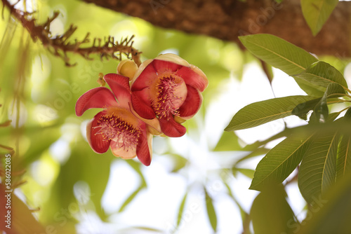 Blooming cannon ball tree or Nagalingam flower , scientific name is couroupita guianensis flower	
