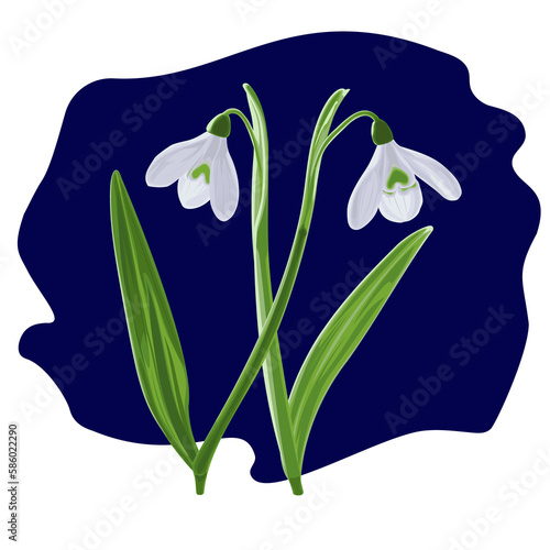 Illustration of two shoots of early first spring flowers snowdrops. 
Galánthus nivális graphic. Illustration of two flowers snowdrops on dark background.
Illustrations of flowers.