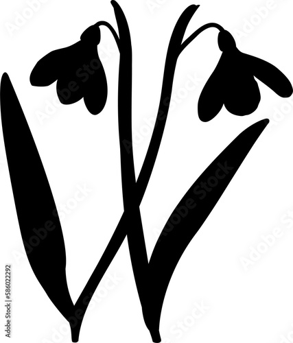 Illustration of two shoots of early first spring flowers snowdrops. Shape.
Galánthus nivális graphic. Illustration of two flowers snowdrops on transparent background.
Illustrations of flowers.